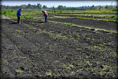 Ugra Motoblock: un asistente indispensable para el agricultor