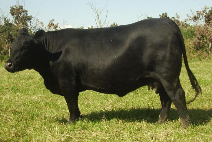 vaca aberdine angus