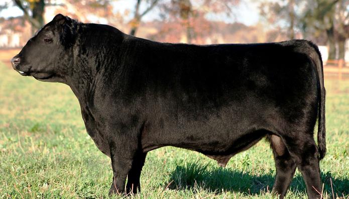 Toro Aberdeen de la raza Angus