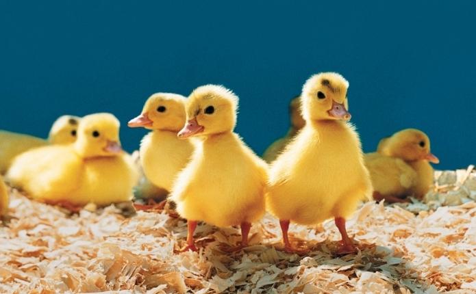 Que alimentar a los patitos pequeños para su crecimiento completo