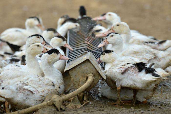 que alimentar a los patos domésticos