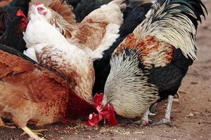 cómo alimentar a las gallinas