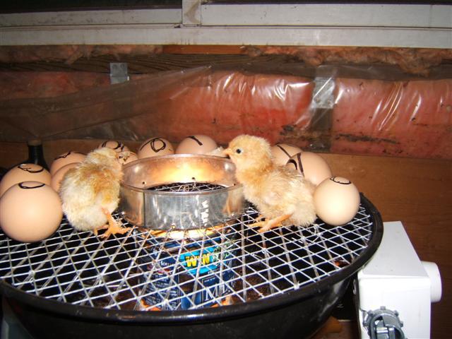 polluelos en una incubadora de casa