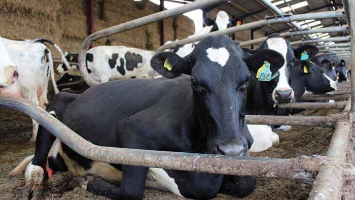 grano para la alimentación animal