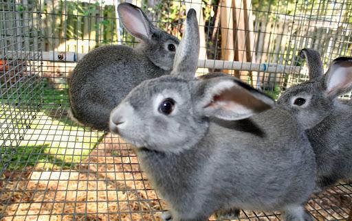 los conejos crían la cría de chinchilla