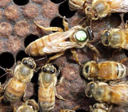 Útero de la abeja: el espécimen principal en la colmena