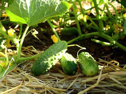 Plantando pepinos: los secretos del éxito