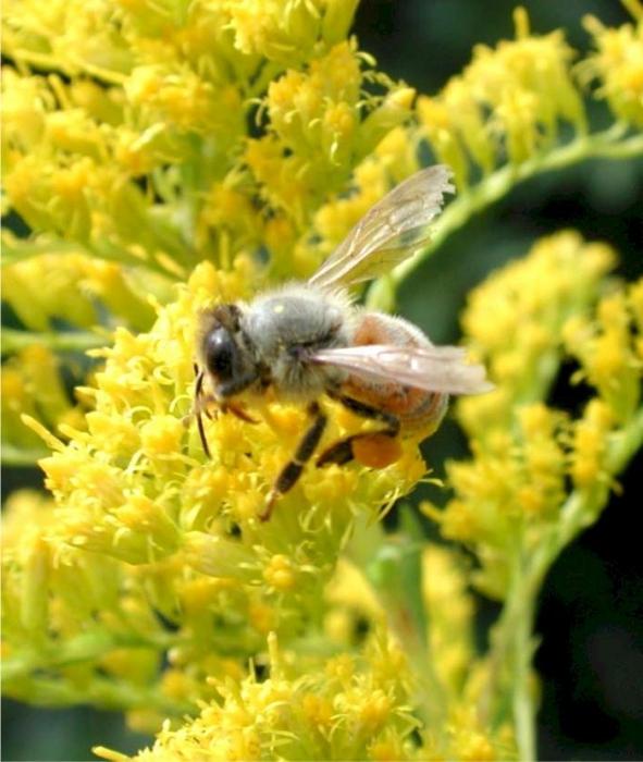 ¿Cuánto tiempo vive la abeja y por qué depende la duración de su vida?