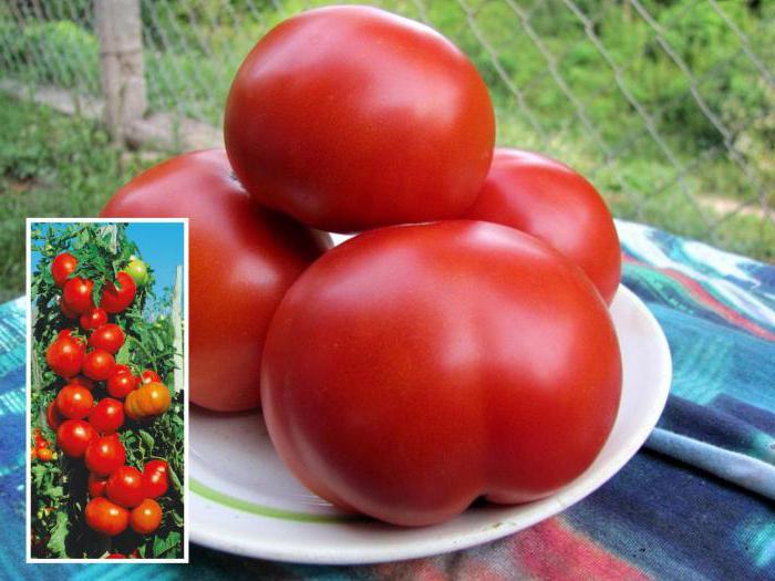 descripción roja de la característica roja del tomate y de la variedad