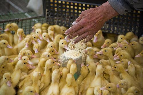 Cultivo de patitos de morera en la parcela privada