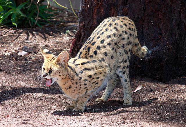 Serval africano Home serval