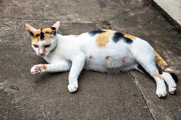 ¿Cuántos pezones tiene un gato? 