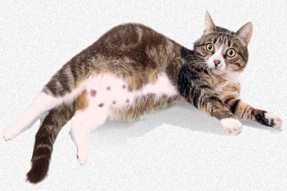 Anatomía de las mascotas: cuántos pezones hay en un gato