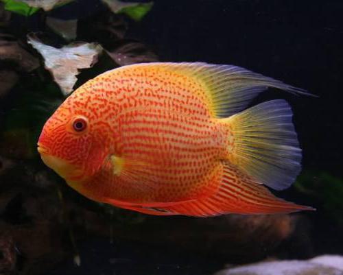 Cichlasoma severum mantenimiento y cría