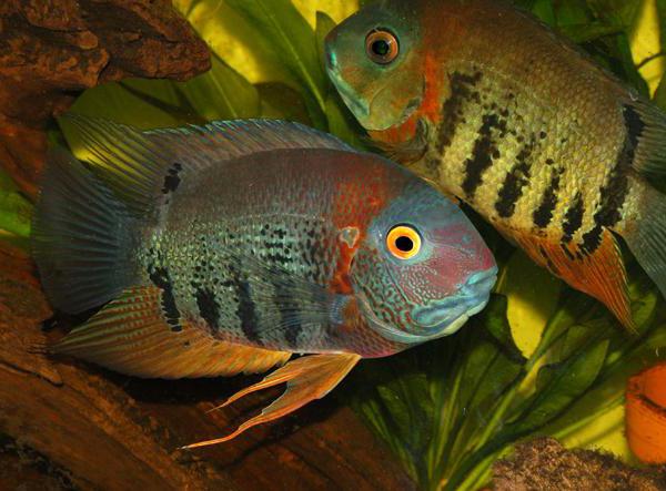 Enfermedades de Cychlasoma Severum