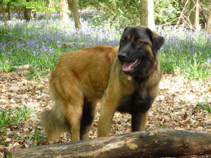 Pastor de Eshterlian o perro de pastor portugués de la montaña: descripción de la casta