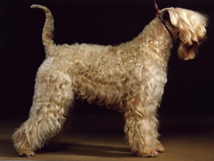 Terrier irlandés. Irish Wheaten Coated Terrier