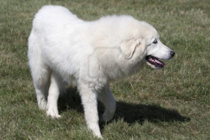 ¿Qué raza pertenece al perro más hermoso del mundo?