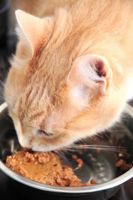 cómo darle una pastilla a un gato