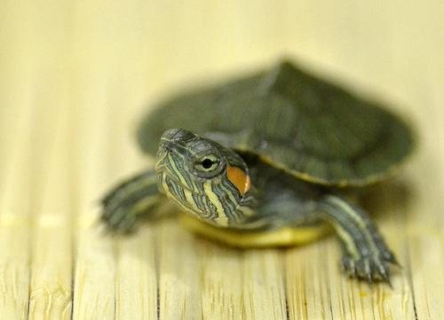 qué alimentar a una tortuga de orejas rojas en casa