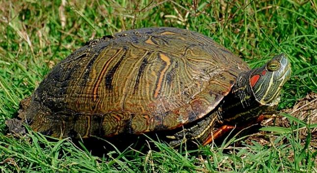 ¿Qué puede alimentar a una tortuga de orejas rojas?