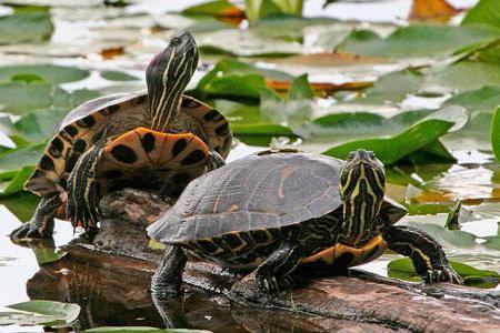 Cómo distinguir la tortuga de un niño de una niña: elija una mascota de orejas rojas