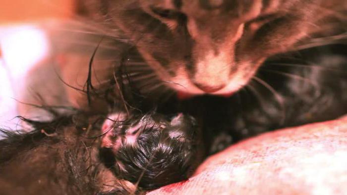 Cómo ayudar al gato a dar a luz en casa.