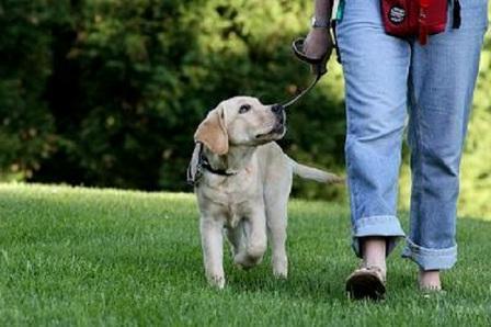 cómo enseñarle a un cachorro a caminar con una correa