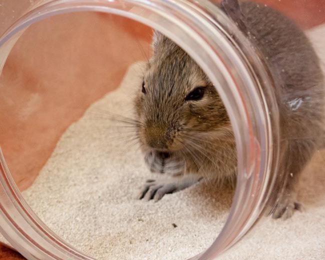 Tamaño de celda degu