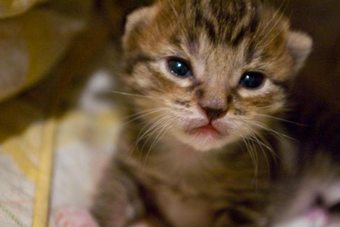 Cuando los gatitos abren los ojos y cómo cuidarlos adecuadamente?