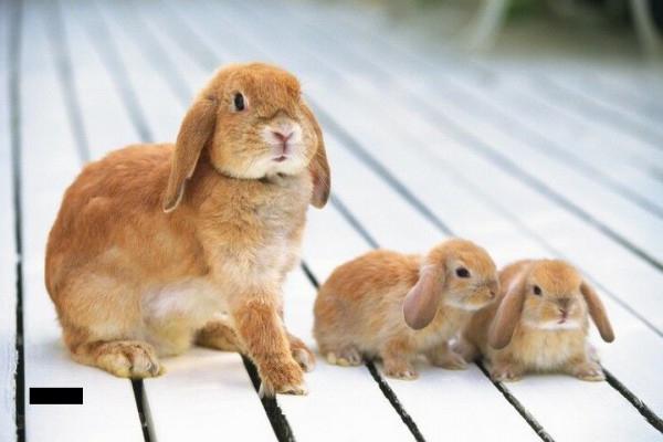 Coccidiosis en conejos: tratamiento, síntomas, prevención, signos de enfermedad