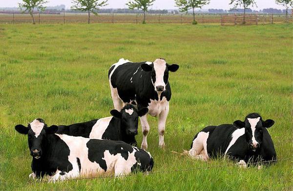 Vacas de raza lechera: características de la cría. Vacas de producción de leche: razas