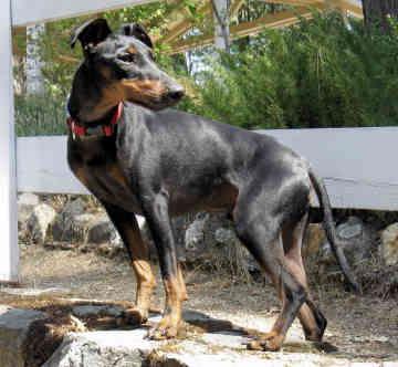 Mascotas de perro