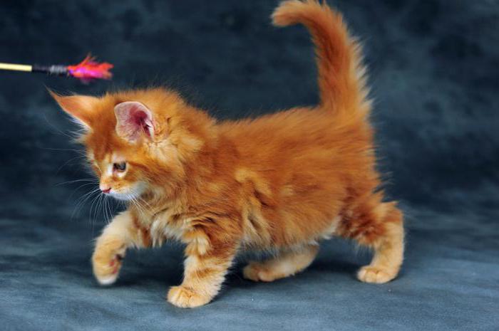 Maine Coon red: la elección de un gatito