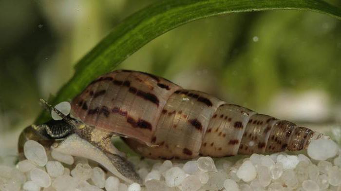 Melania-caracol, ¿quién es ella? Condiciones para mantener los caracoles