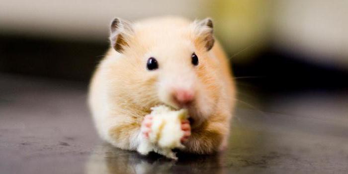 ¿Pueden los hámsters tener queso? ¿Los productos lácteos pueden ser hamsters?