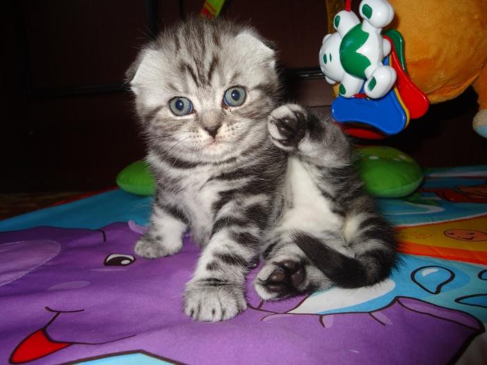 Gatos extraordinariamente encantadores y equilibrados de raza escocesa