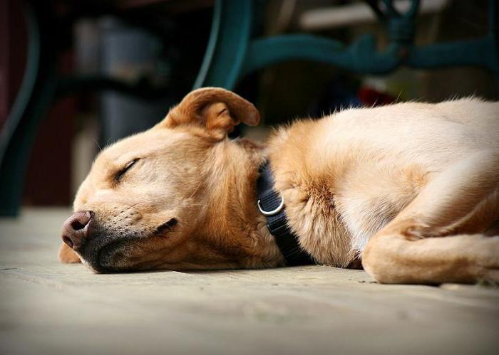 Varias razones por las cuales los perros mienten en cosas podridas