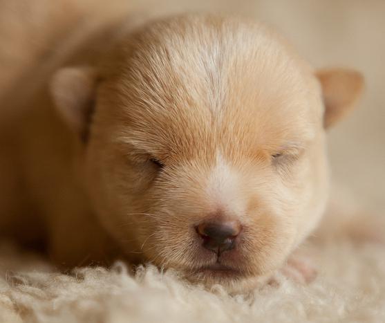 Norwich Terrier: descripción de la raza