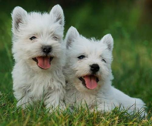 Encantador West Highland White Terrier - un cazador valiente y ágil