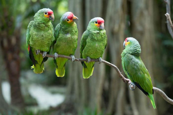 células para loros de amazonas