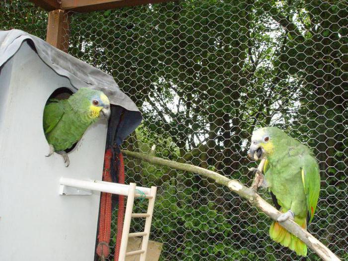 contenido de loro amazonas