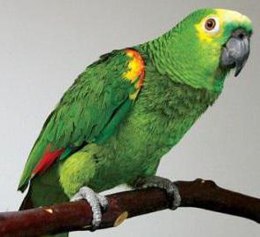 parrot amazon propietarios opiniones