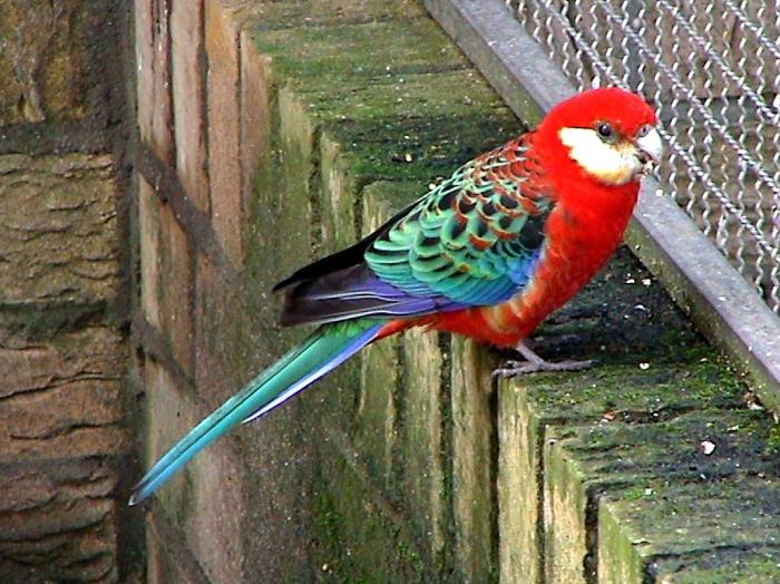 Parrot Rosella es un pájaro increíblemente hermoso