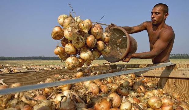 Felicitaciones en el día de la agricultura y la industria de procesamiento