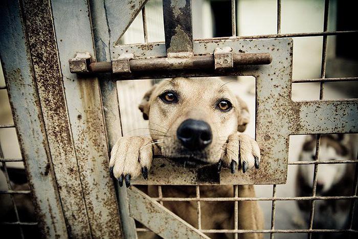 Refugio para perros en Nizhny Novgorod: ¡encuentrate un amigo!