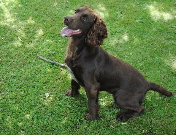 Cocker Spaniel ruso - el compañero perfecto en la caza y en casa