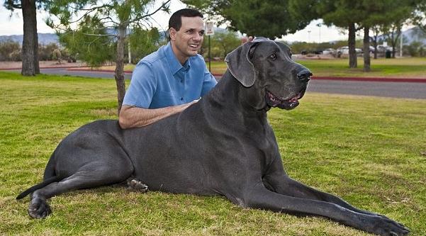 Los perros más grandes del mundo