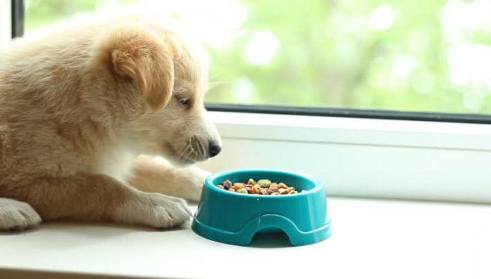 el cachorro no come comida seca qué hacer