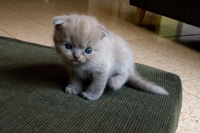 Gatitos Scottish Fold